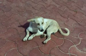 whatsapp-image-2016-12-16-at-4-45-27-am